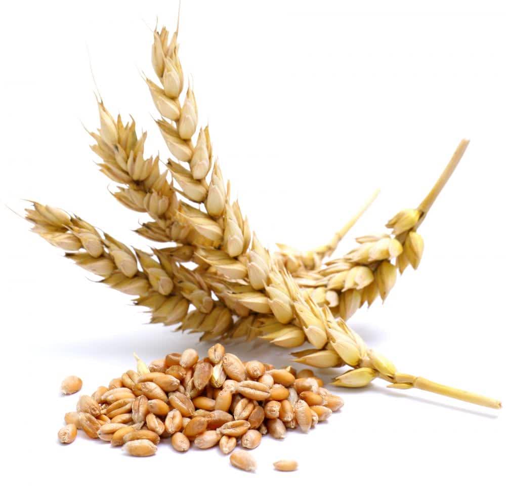 Wheat Hydrolised Protein